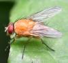 Phaonia pallida